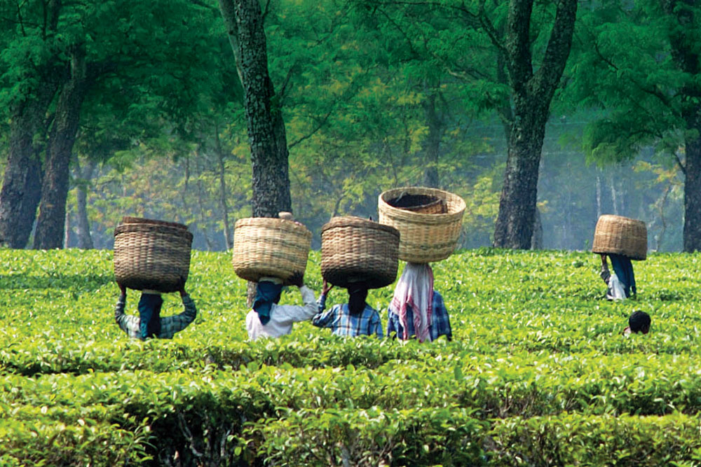 Assam Travel Package | Travolex