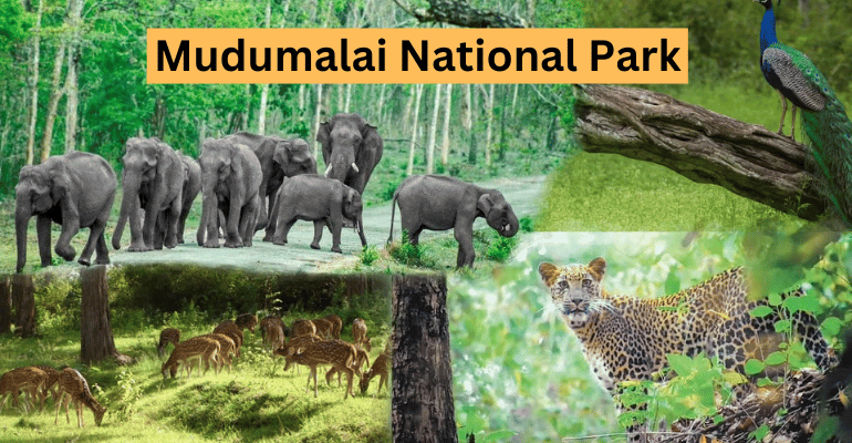 Best National Parks In India | Travolex
